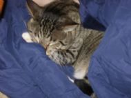 Big Kittie